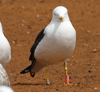 1cy fuscus in August, ringed in Finland. (81365 bytes)